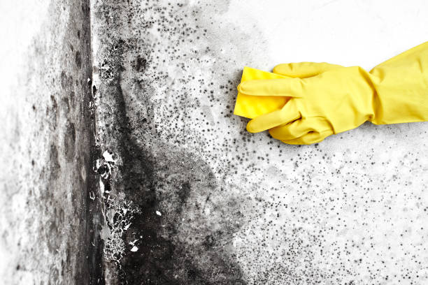 Best Attic Mold Remediation in Regency At Monroe, NJ